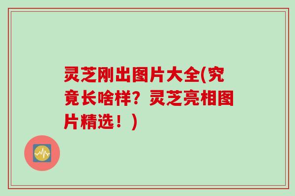 灵芝刚出图片大全(究竟长啥样？灵芝亮相图片精选！)