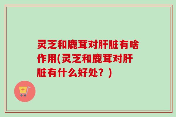 灵芝和鹿茸对肝脏有啥作用(灵芝和鹿茸对肝脏有什么好处？)