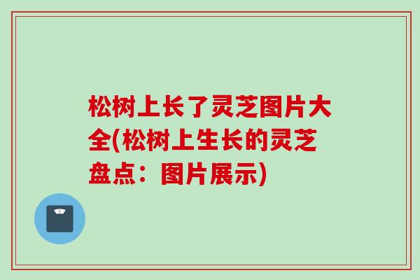 松树上长了灵芝图片大全(松树上生长的灵芝盘点：图片展示)