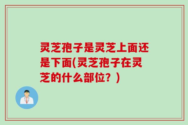 灵芝孢子是灵芝上面还是下面(灵芝孢子在灵芝的什么部位？)