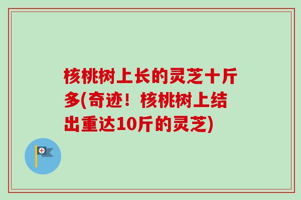 核桃树上长的灵芝十斤多(奇迹！核桃树上结出重达10斤的灵芝)