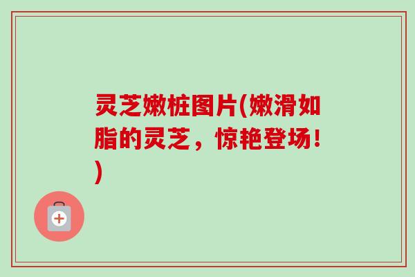 灵芝嫩桩图片(嫩滑如脂的灵芝，惊艳登场！)