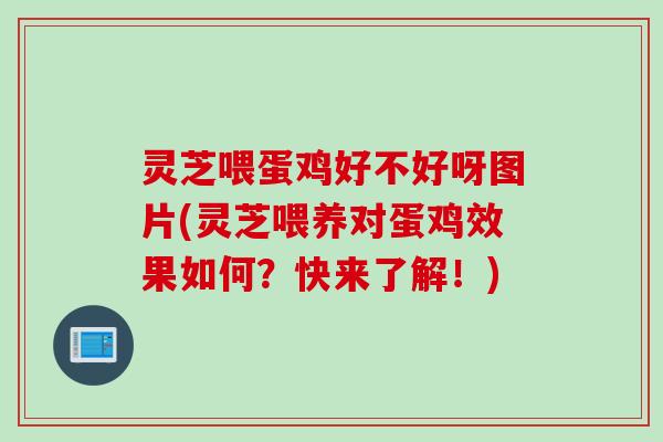 灵芝喂蛋鸡好不好呀图片(灵芝喂养对蛋鸡效果如何？快来了解！)