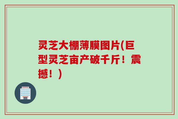 灵芝大棚薄膜图片(巨型灵芝亩产破千斤！震撼！)
