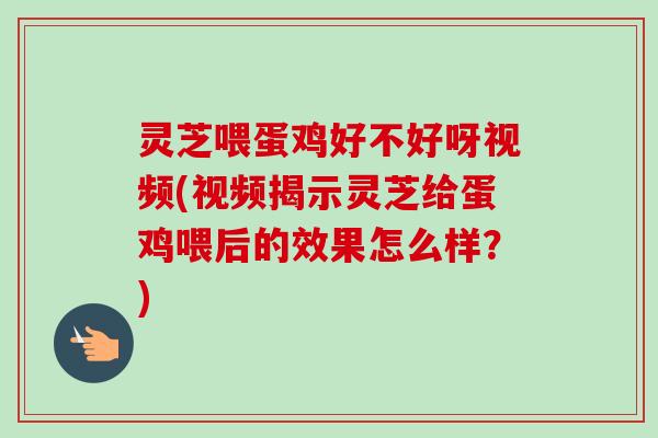 灵芝喂蛋鸡好不好呀视频(视频揭示灵芝给蛋鸡喂后的效果怎么样？)