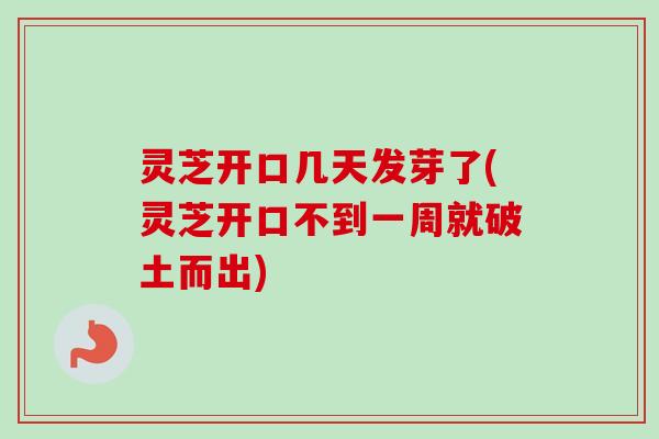 灵芝开口几天发芽了(灵芝开口不到一周就破土而出)