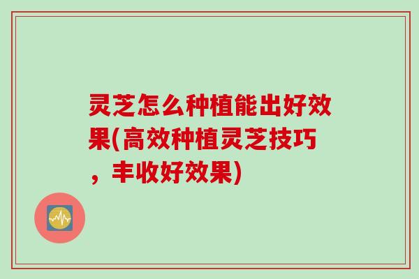 灵芝怎么种植能出好效果(高效种植灵芝技巧，丰收好效果)