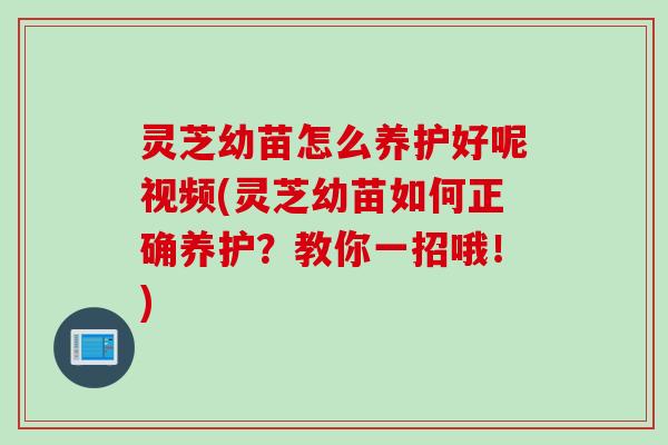 灵芝幼苗怎么养护好呢视频(灵芝幼苗如何正确养护？教你一招哦！)