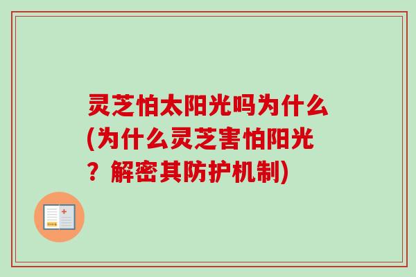 灵芝怕太阳光吗为什么(为什么灵芝害怕阳光？解密其防护机制)