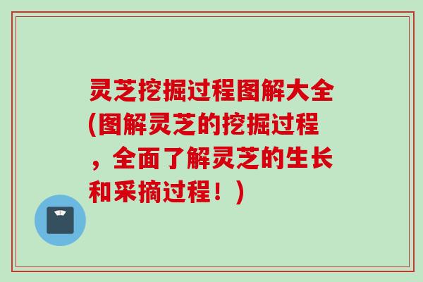灵芝挖掘过程图解大全(图解灵芝的挖掘过程，全面了解灵芝的生长和采摘过程！)