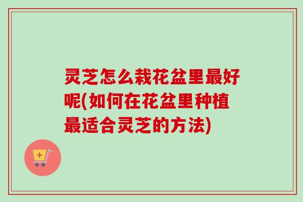 灵芝怎么栽花盆里最好呢(如何在花盆里种植最适合灵芝的方法)