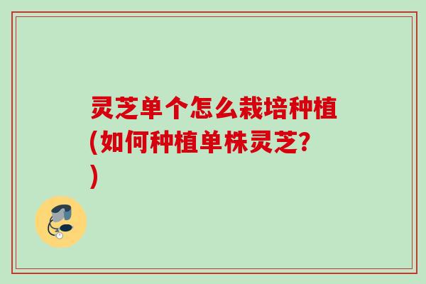 灵芝单个怎么栽培种植(如何种植单株灵芝？)