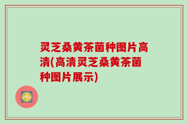 灵芝桑黄茶菌种图片高清(高清灵芝桑黄茶菌种图片展示)