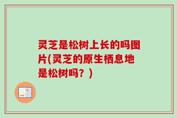 灵芝是松树上长的吗图片(灵芝的原生栖息地是松树吗？)