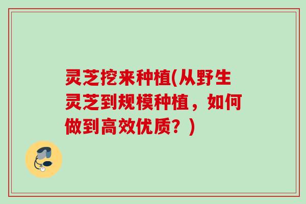 灵芝挖来种植(从野生灵芝到规模种植，如何做到高效优质？)