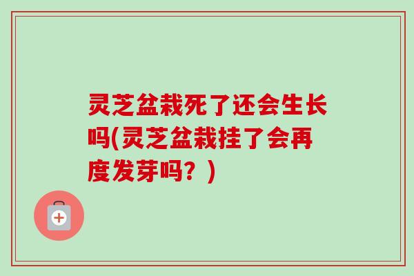 灵芝盆栽死了还会生长吗(灵芝盆栽挂了会再度发芽吗？)