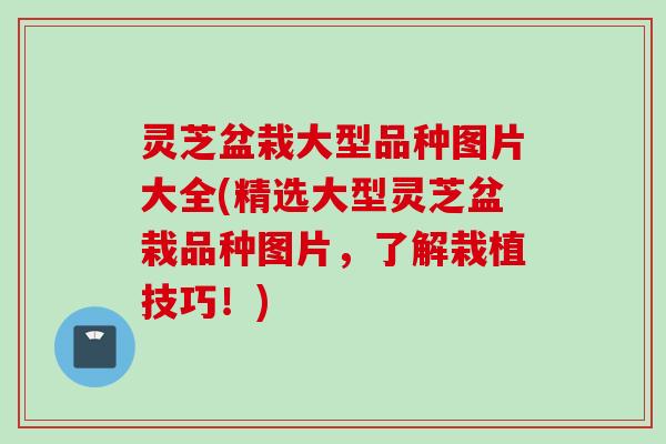 灵芝盆栽大型品种图片大全(精选大型灵芝盆栽品种图片，了解栽植技巧！)