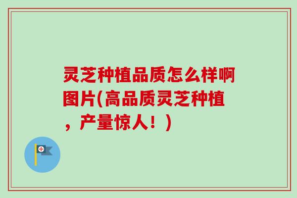 灵芝种植品质怎么样啊图片(高品质灵芝种植，产量惊人！)