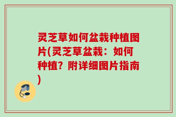 灵芝草如何盆栽种植图片(灵芝草盆栽：如何种植？附详细图片指南)