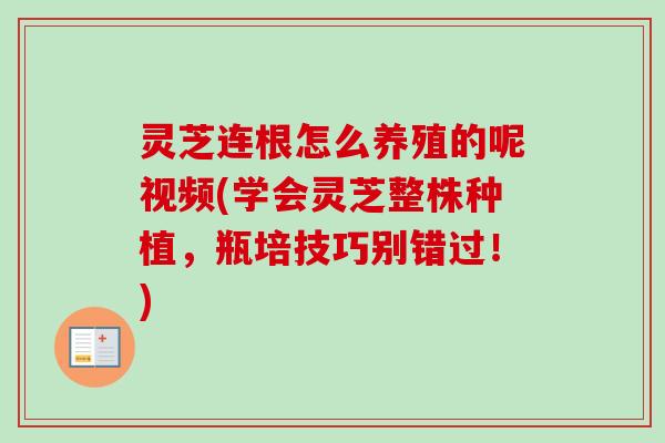 灵芝连根怎么养殖的呢视频(学会灵芝整株种植，瓶培技巧别错过！)