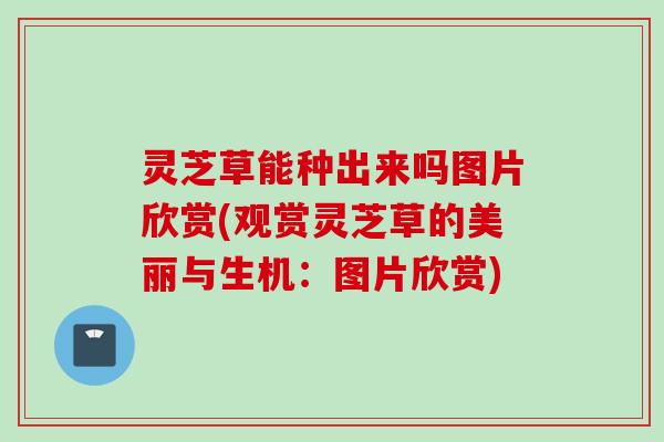 灵芝草能种出来吗图片欣赏(观赏灵芝草的美丽与生机:图片欣赏) 灵芝草能种出来吗图片欣赏(观赏灵芝草的美丽与生机:图片欣赏)