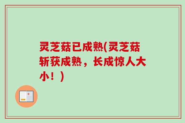 灵芝菇已成熟(灵芝菇斩获成熟，长成惊人大小！)
