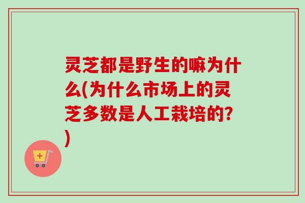 灵芝都是野生的嘛为什么(为什么市场上的灵芝多数是人工栽培的？)