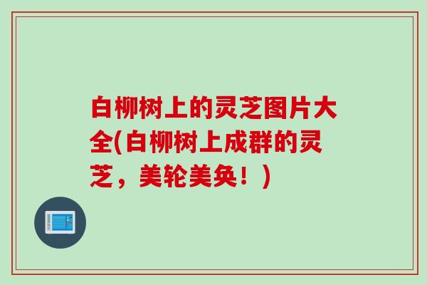 白柳树上的灵芝图片大全(白柳树上成群的灵芝，美轮美奂！)