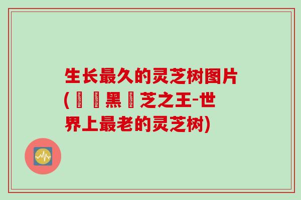 生长最久的灵芝树图片(長壽黑靈芝之王-世界上最老的灵芝树)