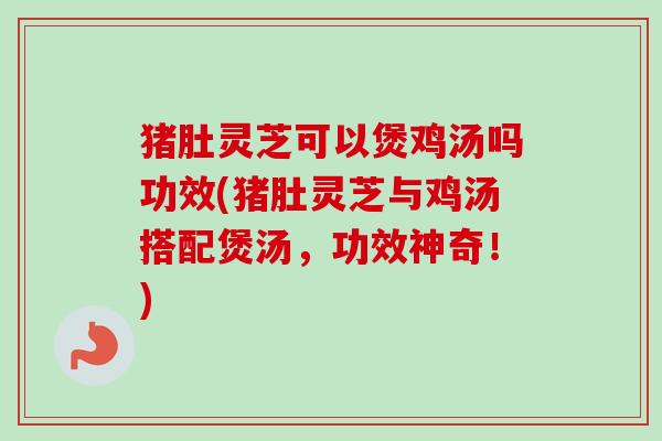 猪肚灵芝可以煲鸡汤吗功效(猪肚灵芝与鸡汤搭配煲汤，功效神奇！)