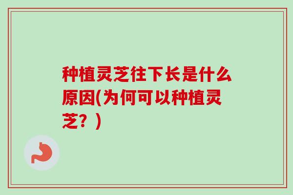 种植灵芝往下长是什么原因(为何可以种植灵芝？)