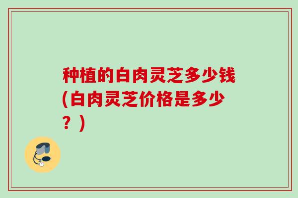 种植的白肉灵芝多少钱(白肉灵芝价格是多少？)