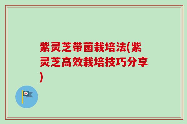 紫灵芝带菌栽培法(紫灵芝高效栽培技巧分享)