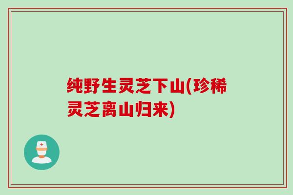 纯野生灵芝下山(珍稀灵芝离山归来)