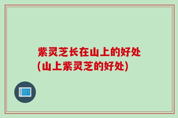 紫灵芝长在山上的好处(山上紫灵芝的好处)