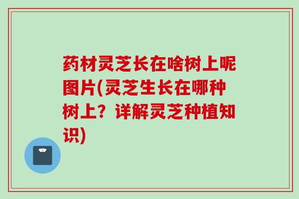 药材灵芝长在啥树上呢图片(灵芝生长在哪种树上？详解灵芝种植知识)