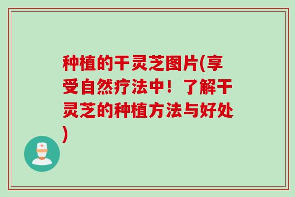 种植的干灵芝图片(享受自然疗法中！了解干灵芝的种植方法与好处)