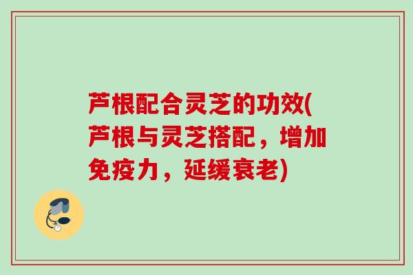 芦根配合灵芝的功效(芦根与灵芝搭配，增加免疫力，延缓衰老)