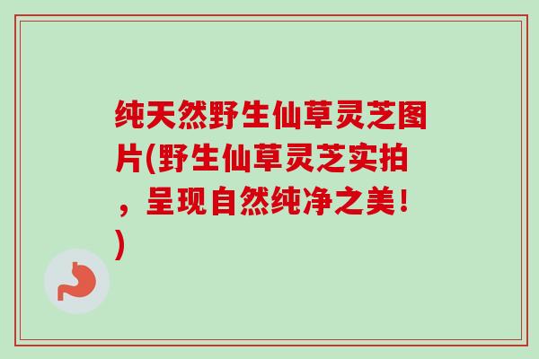 纯天然野生仙草灵芝图片(野生仙草灵芝实拍,呈现自然纯净之美!) 纯天然野生仙草灵芝图片(野生仙草灵芝实拍,呈现自然纯净之美!)