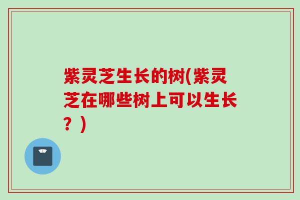 紫灵芝生长的树(紫灵芝在哪些树上可以生长？)