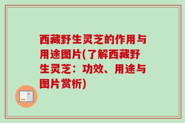 西藏野生灵芝的作用与用途图片(了解西藏野生灵芝：功效、用途与图片赏析)