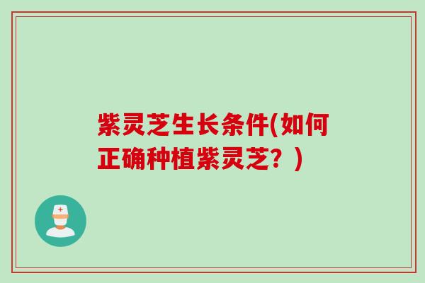 紫灵芝生长条件(如何正确种植紫灵芝？)