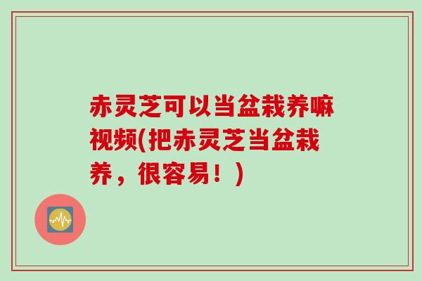 赤灵芝可以当盆栽养嘛视频(把赤灵芝当盆栽养,很容易!) 赤灵芝可以当盆栽养嘛视频(把赤灵芝当盆栽养,很容易!)
