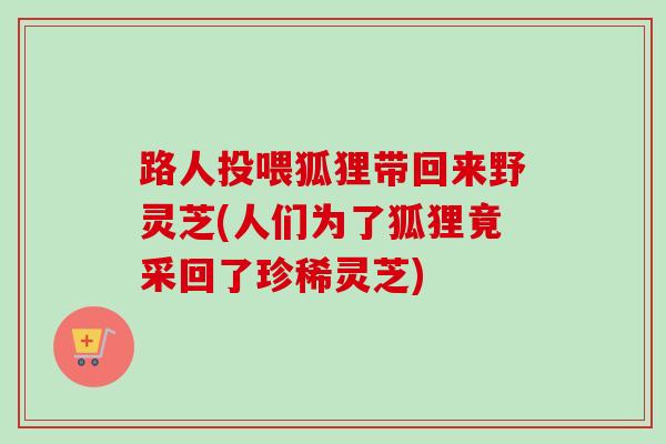 路人投喂狐狸带回来野灵芝(人们为了狐狸竟采回了珍稀灵芝)