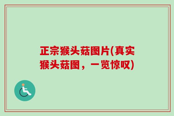 正宗猴头菇图片(真实猴头菇图，一览惊叹)