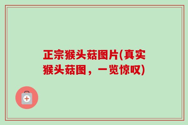 正宗猴头菇图片(真实猴头菇图，一览惊叹)