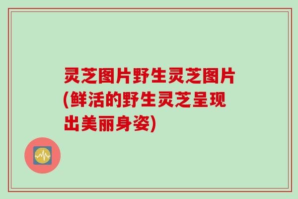 灵芝图片野生灵芝图片(鲜活的野生灵芝呈现出美丽身姿) 灵芝图片野生灵芝图片(鲜活的野生灵芝呈现出美丽身姿)