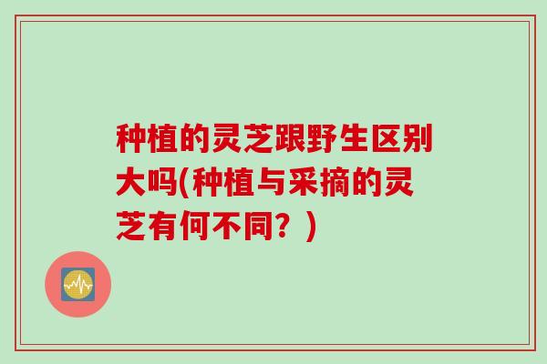 种植的灵芝跟野生区别大吗(种植与采摘的灵芝有何不同？)