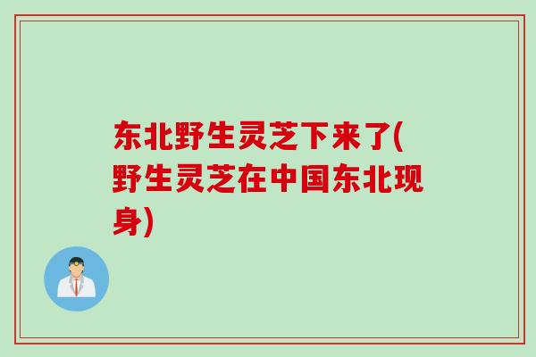 东北野生灵芝下来了(野生灵芝在中国东北现身) 东北野生灵芝下来了(野生灵芝在中国东北现身)
