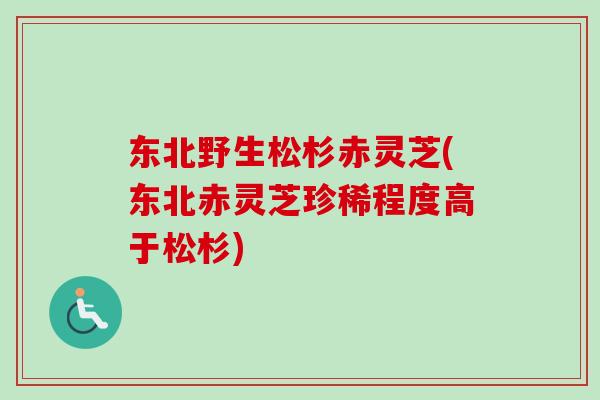 东北野生松杉赤灵芝(东北赤灵芝珍稀程度高于松杉)